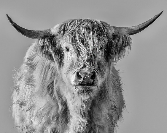 cattle-2