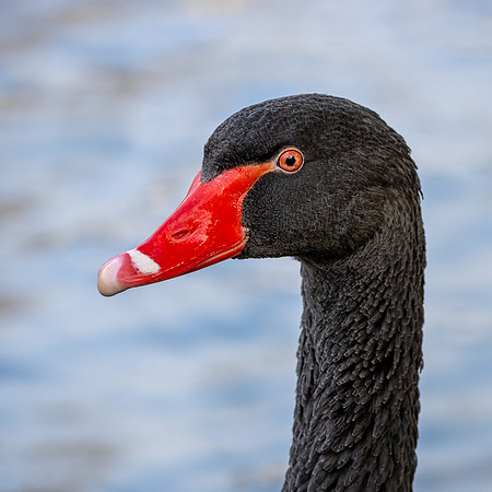 black swan-2