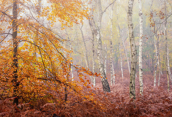 burnham fog-5