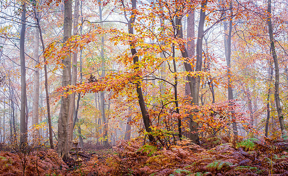 burnham fog-3