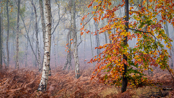 burnham fog-1