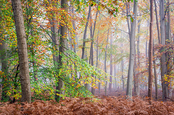 burnham fog-4
