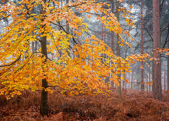 burnham fog-6
