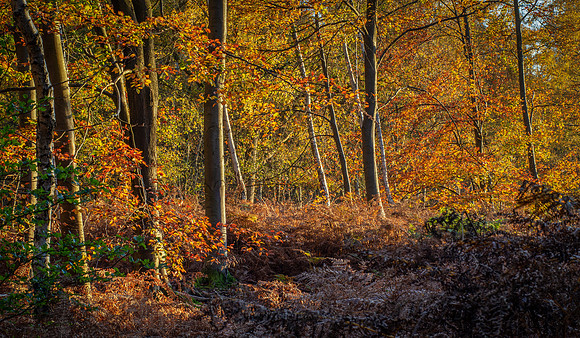 burnham sun-6