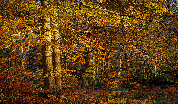 burnham woods-1