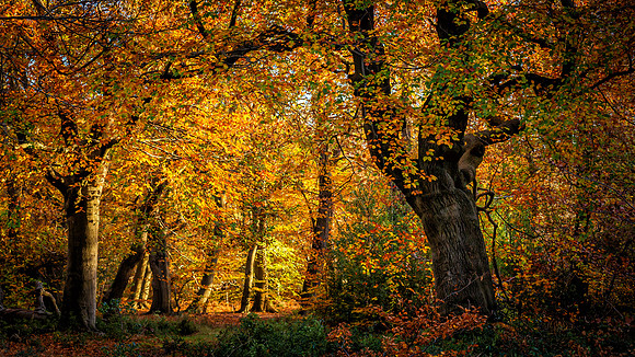 burnham woods-2