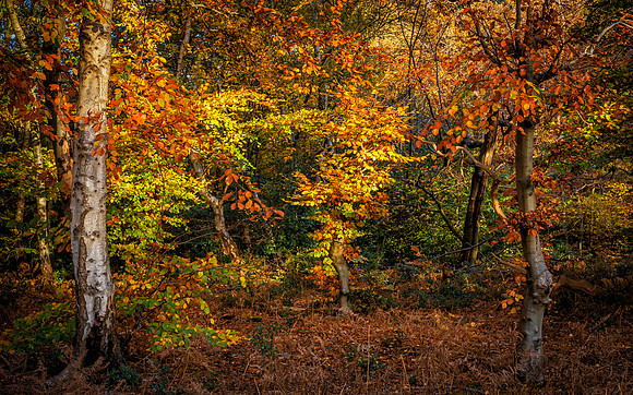 burnham woods-3