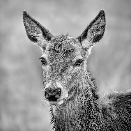 deer calf-1