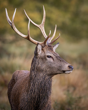 red stag-2