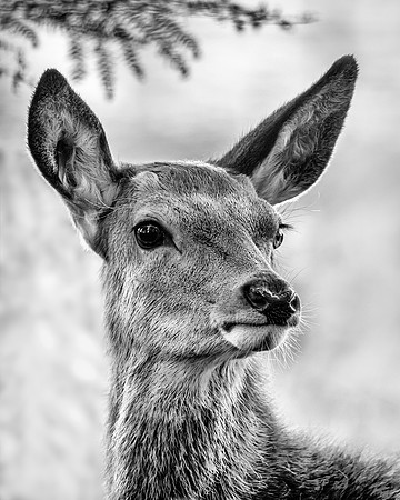 deer calf-5