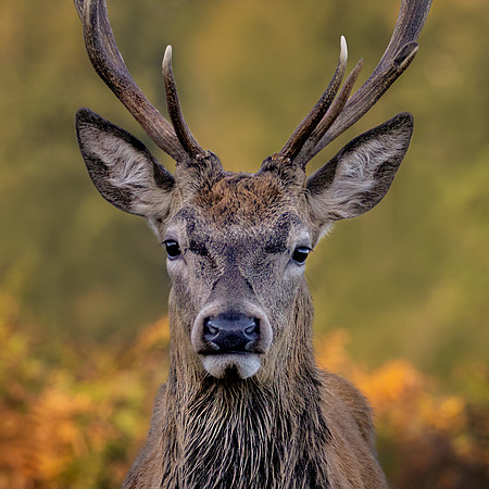 deer calf-6