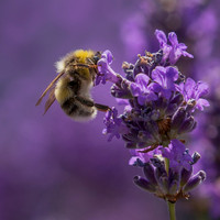 Bee1