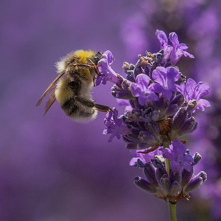 Bee1