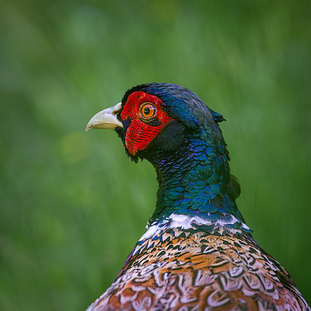 pheasant-3-3