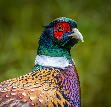 pheasant-4 2