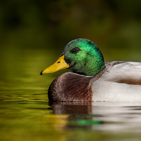 mallard-3