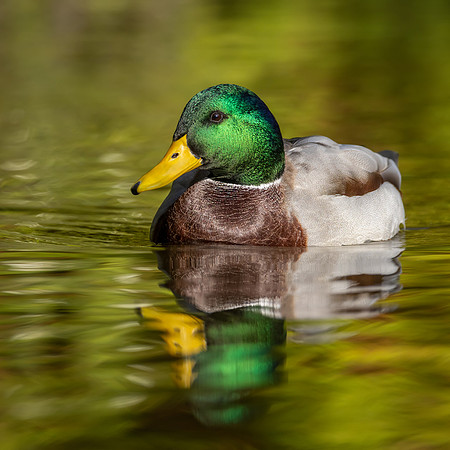 mallard-1