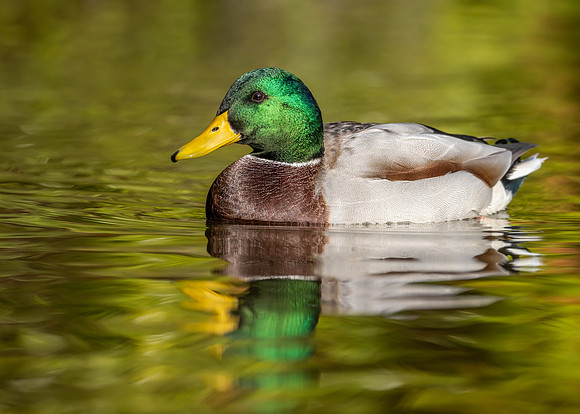 mallard-2