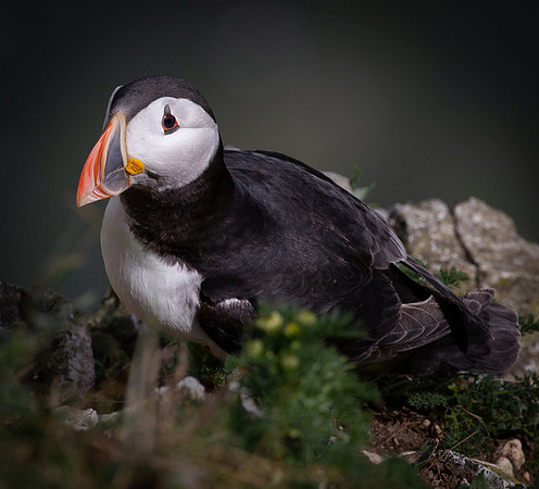 puffin-8