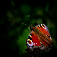 peacock-1