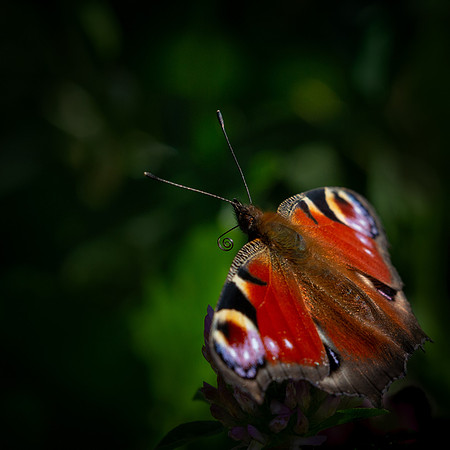 peacock-1