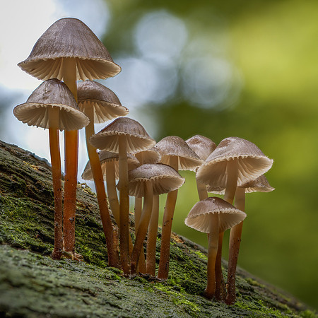fungi-8