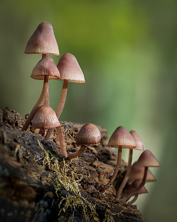 fungi-9