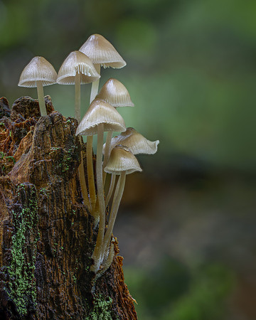 fungi-10