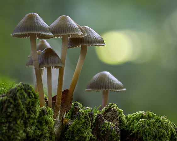fungi-11