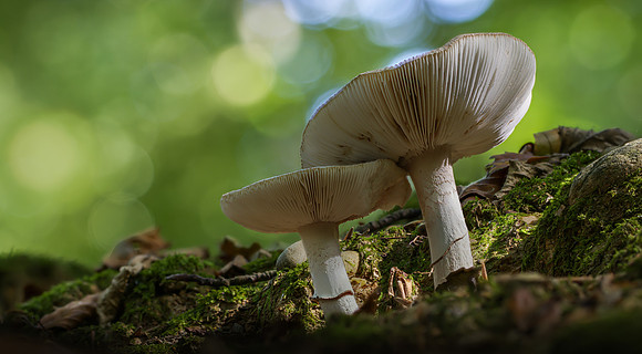fungi-12