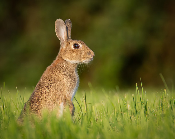 rabbit-4