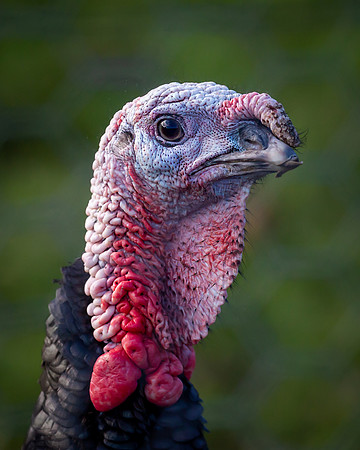 turkey-1