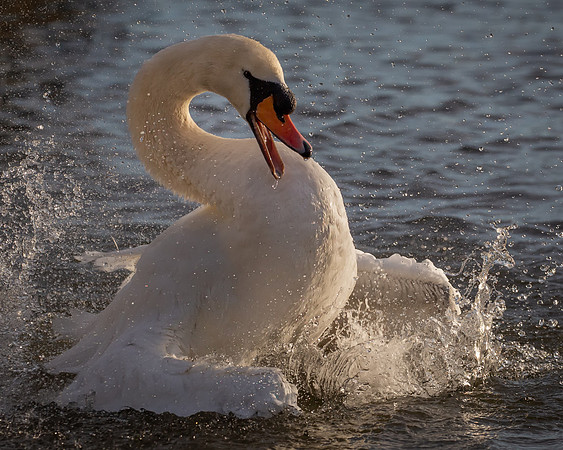 swan splashing-1