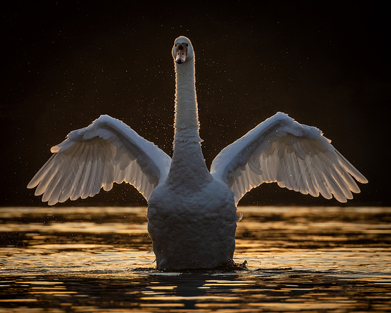 dawn swan