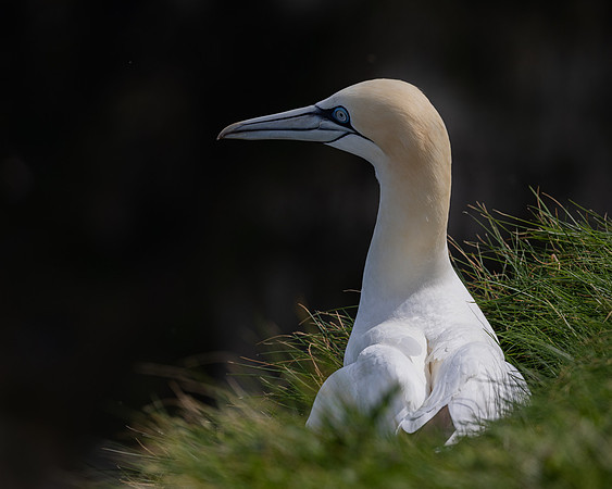 Bempton 2024-10