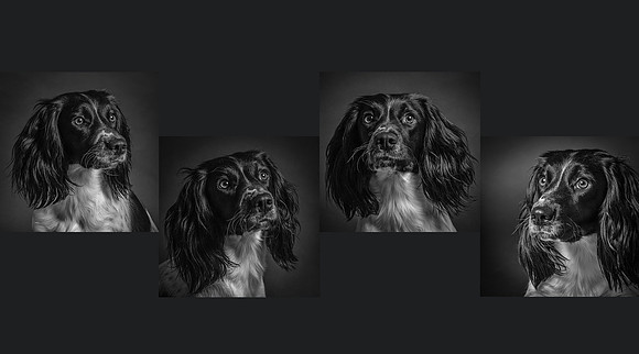 Dog Photographer
