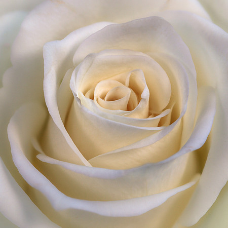 rose-2