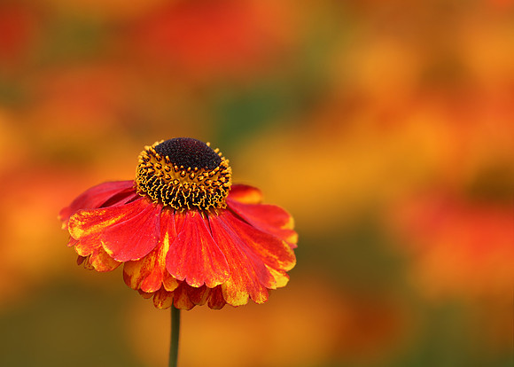 flower 10