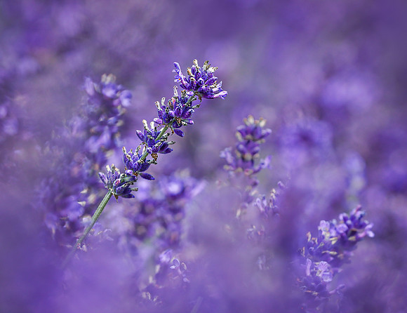 flower 9