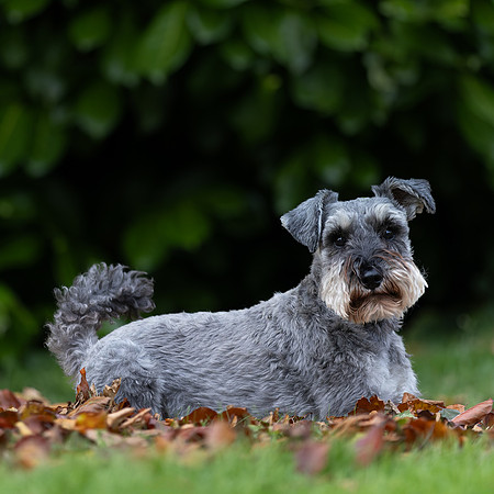 Tina's Dogs October-11