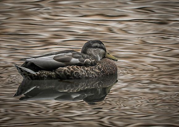duck-1