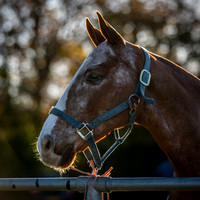 Polo Club-5