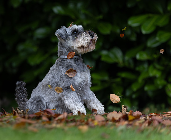 Tina's Dogs October-1