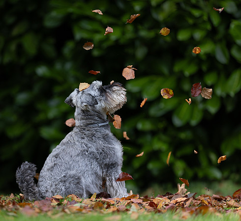Tina's Dogs October-4