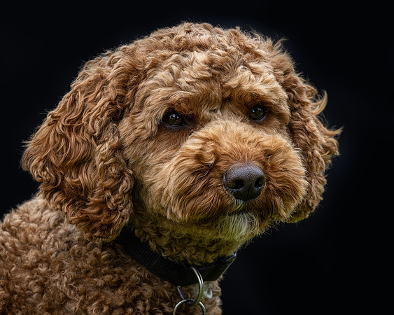 Tina's Dogs 2024-7