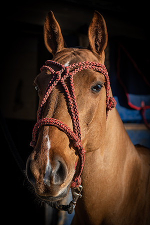 Polo Club-54
