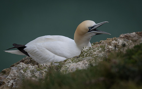 Bempton 2024-3