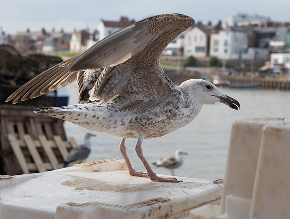 Bempton 2024-19