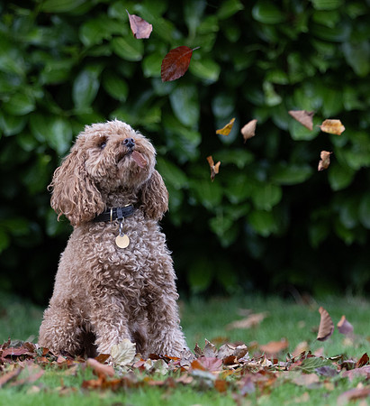 Tina's Dogs October-22