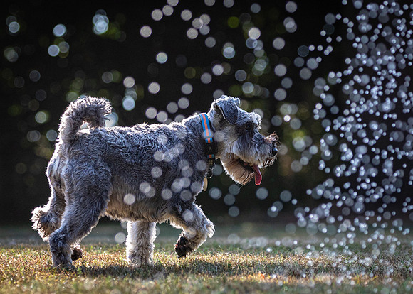 Dogs August 2024-40